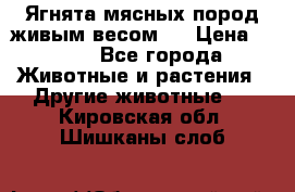 Ягнята мясных пород живым весом.  › Цена ­ 125 - Все города Животные и растения » Другие животные   . Кировская обл.,Шишканы слоб.